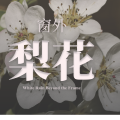 窗外梨花｜White Rain Beyond the Frame